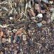 Mulch – The Key to a Healthy Garden