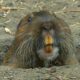 How to control Gophers