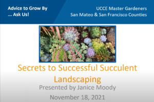 Secrets to Successful Succulent Landscaping Presentation