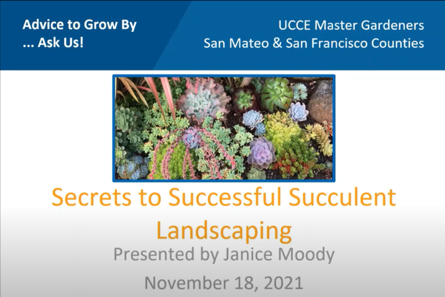 Secrets to Successful Succulent Landscaping Presentation